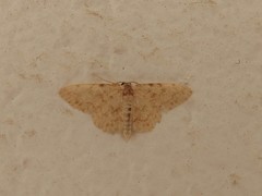 Scopula luridata