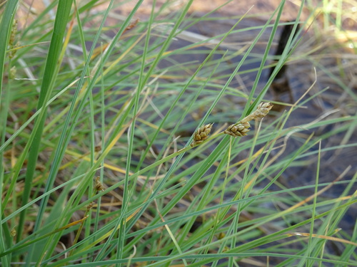 Mackenzie's Sedge