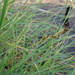 Mackenzie's Sedge - Photo (c) Sean Blaney, some rights reserved (CC BY-NC), uploaded by Sean Blaney