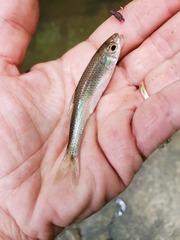 Notropis scepticus