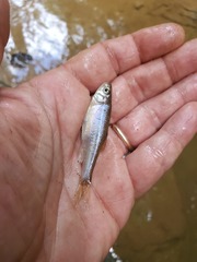 Clinostomus funduloides