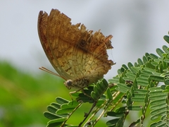 Charaxes