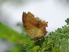 Charaxes