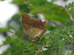 Charaxes