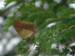 Charaxes