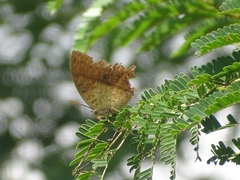 Charaxes