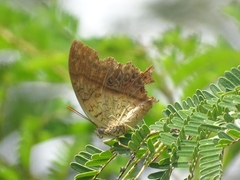 Charaxes