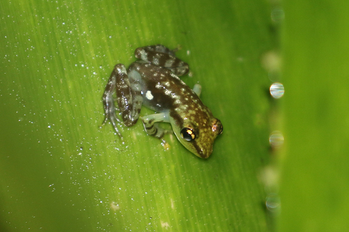 Guibemantis rianasoa
