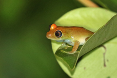 Boophis viridis