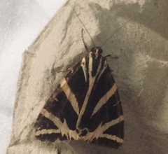 Euplagia quadripunctaria