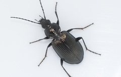 Agonum viduum