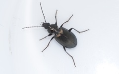 Agonum viduum
