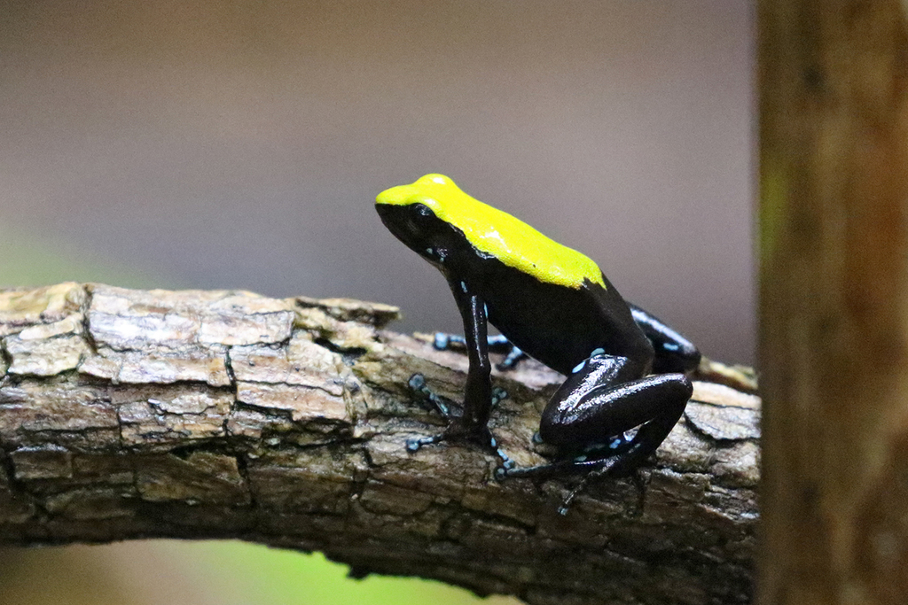 Arboreal Mantella
