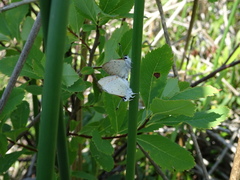 Tharsalea epixanthe phaedra