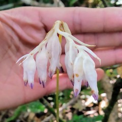 Burmannia longifolia