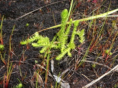 Lycopodiella inundata image