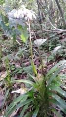 Burmannia longifolia