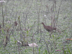 Gallicrex cinerea