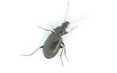 Agonum viduum