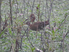 Gallicrex cinerea