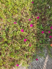 Portulaca grandiflora