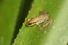 Guibemantis