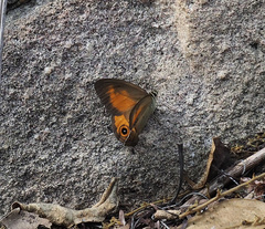 Hypocysta irius