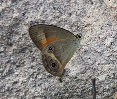 Hypocysta irius