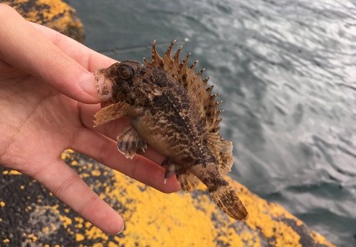 Gemarmerde bullrout (Centropogon marmoratus) — Tetrarogidae — 2