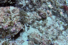 Amphiprion latezonatus