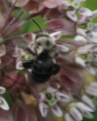 Anthophora abrupta
