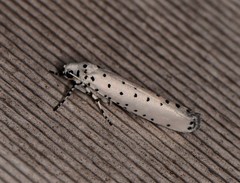 Yponomeuta myriosema