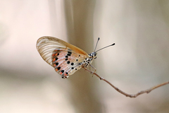 Acraea ranavalona