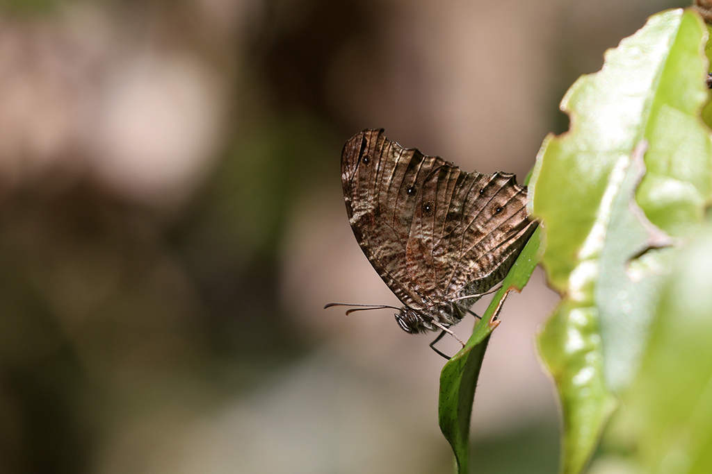 Heteropsis ankoma