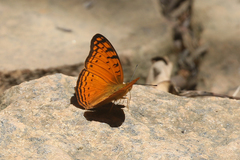 Phalanta madagascariensis