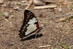 Graphium endochus