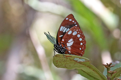 Charaxes madagascariensis