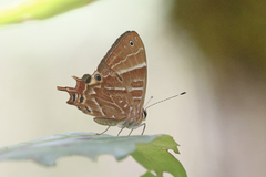 Saribia
