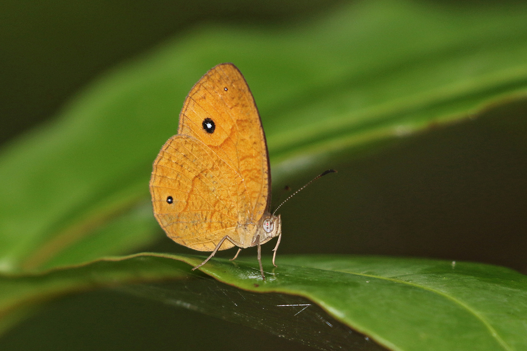 Heteropsis maeva