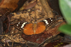Aterica rabena