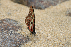 Graphium cyrnus
