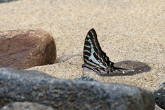 Graphium evombar