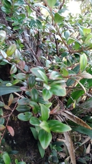 Vaccinium varingiifolium