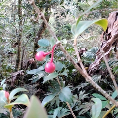 Vaccinium varingiifolium