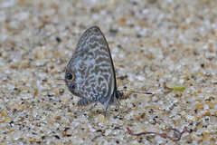 Leptotes rabefaner