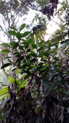 Vaccinium varingiifolium