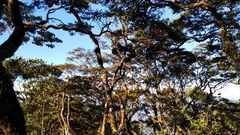 Vaccinium varingiifolium