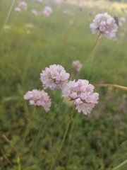 Armeria maritima elongata