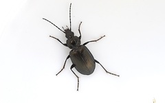 Agonum viduum