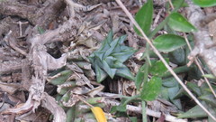 Astroloba rubriflora